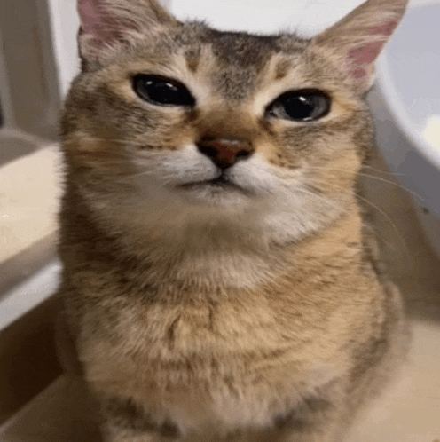 a close up of a cat 's face looking up