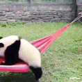 Baby Panda Panda Cute GIF - Baby Panda Panda Cute Panda Play GIFs