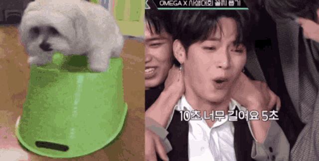 a white dog is sitting on a green bucket next to a man in a suit and tie