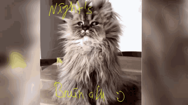 a picture of a fluffy cat with the words night 's brunch written in yellow
