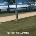 a dog is walking across a grassy field next to a pole with the words `` almost to summer '' .