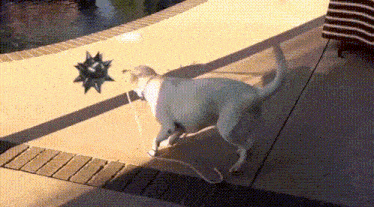 a dog is walking on a leash next to a pool while playing with a toy .
