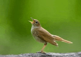 a small brown bird is perched on a tree branch with its beak open .