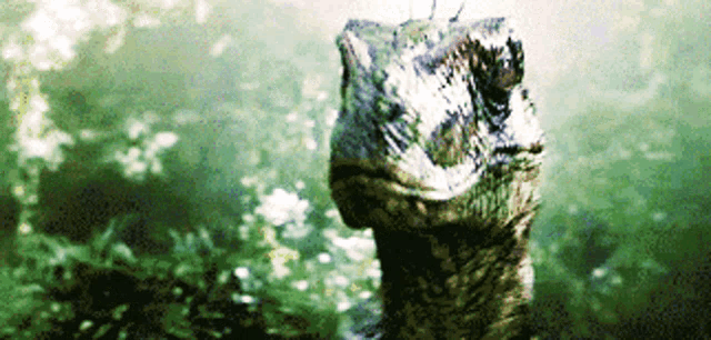 a close up of a lizard 's head in the woods
