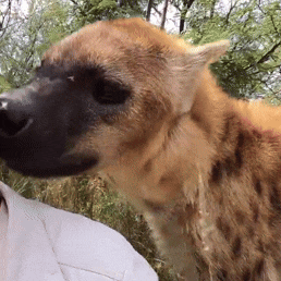 a close up of a hyena looking at a person