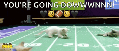 two kittens are running on a football field with the words you 're going downwnnn