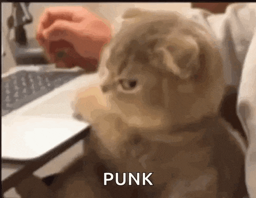 a cat is sitting next to a person using a laptop computer and looking at the camera .