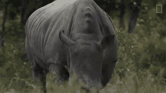 a rhino is standing in the grass with a national geographic logo in the corner