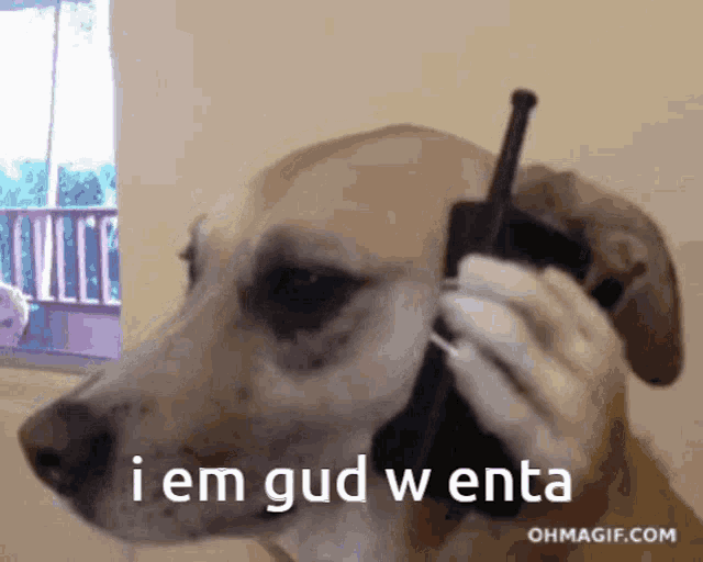 a dog is talking on a cell phone with the words i em gud w enta written below it