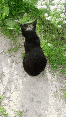 Muller Black Cat GIF - Muller Black Cat Natural Cat GIFs