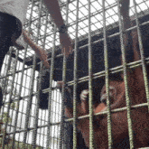 a person is holding a monkey in a cage behind bars .