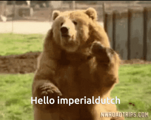 a bear standing on its hind legs with the words " hello imperialdutch " below it