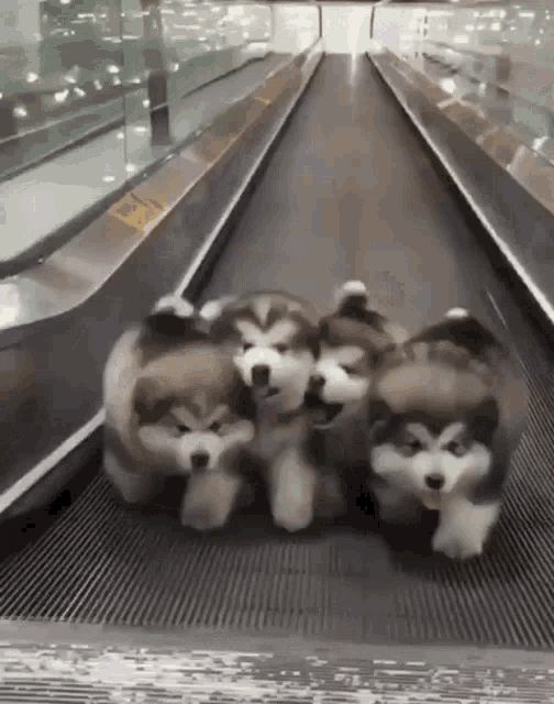 Cute Puppy GIF - Cute Puppy Walkalator GIFs
