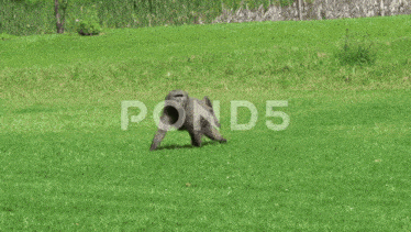 a baboon is walking across a lush green field