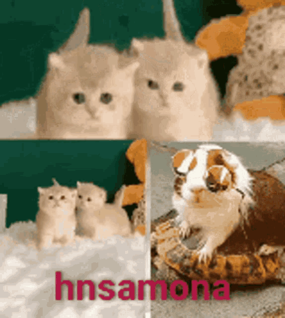 Cute Love Cute Cat GIF - Cute Love Cute Cat Funny Animals GIFs