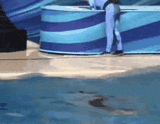a dolphin is swimming in a pool with a person standing on the side .