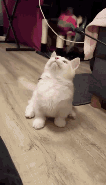 a white cat sitting on a wood floor looking up