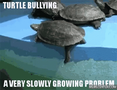Funny Animals Turtle Bullying GIF - Funny Animals Turtle Bullying Meme GIFs