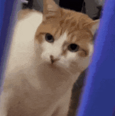 a close up of an orange and white cat looking at the camera .