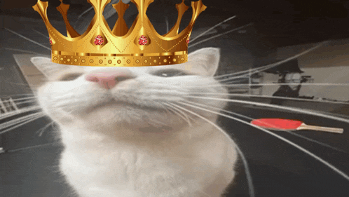Silly Cat King GIF - Silly Cat King GIFs