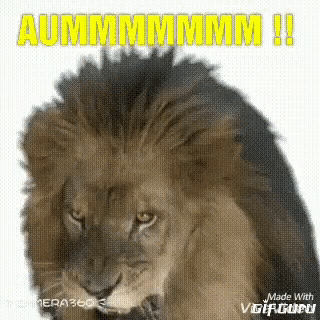 a close up of a lion with a caption that says aummmmmmm