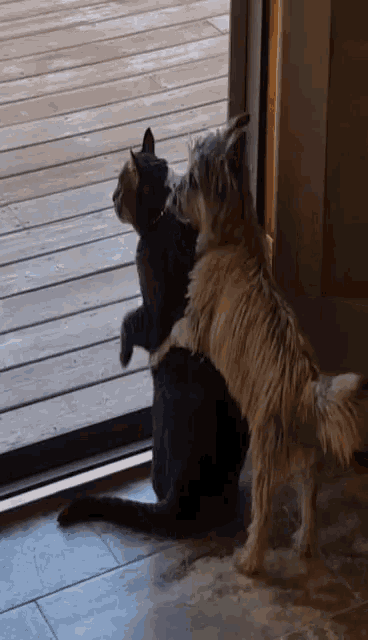 a dog and a cat are looking out a doorway