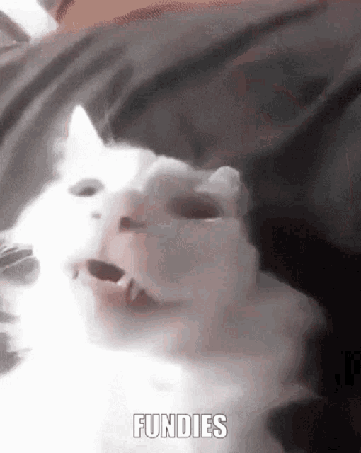 a close up of a cat 's face with the words fundies written below it