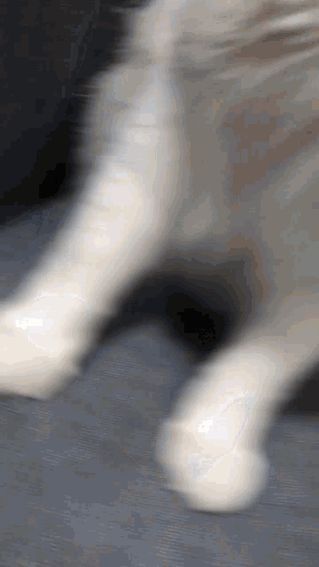 a blurry picture of a cat 's legs and paws on a couch