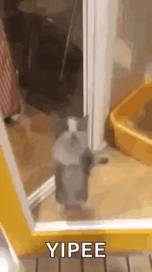 a cat is standing in a doorway next to a cat litter box .
