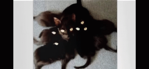 Cat GIF - Cat GIFs