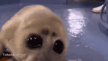 a seal puppy is looking at the camera with a caption that says toba aquarium