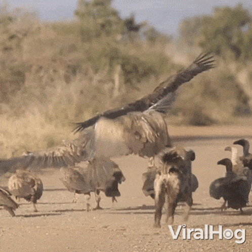 Hyena Is Chasing The Vultures Viralhog GIF - Hyena Is Chasing The Vultures Vulture Hyena GIFs