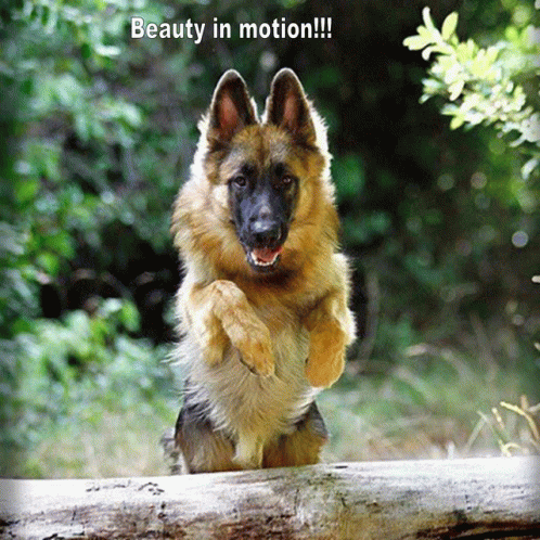 Beauty In Motion GIF - Beauty In Motion GIFs