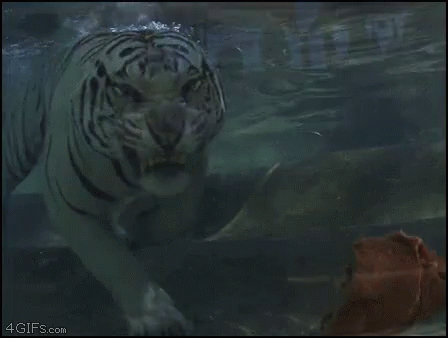 Scary Tiger GIF - Scary Tiger Food GIFs