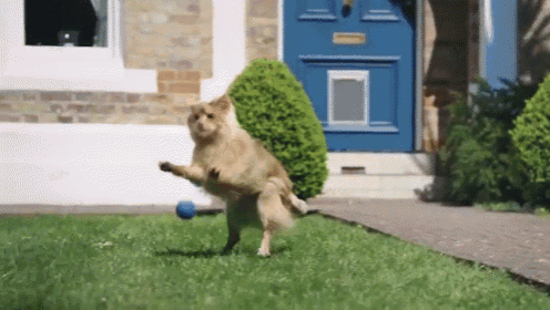 a cat is playing with a ball in front of a blue door