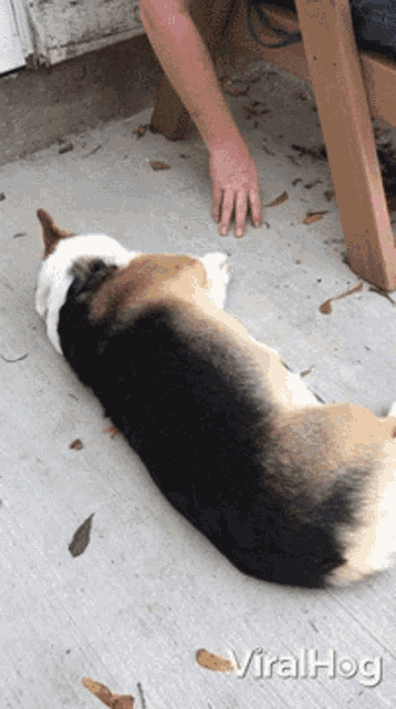 a dog laying on the ground with a person 's hand on it and the words viralhog on the bottom