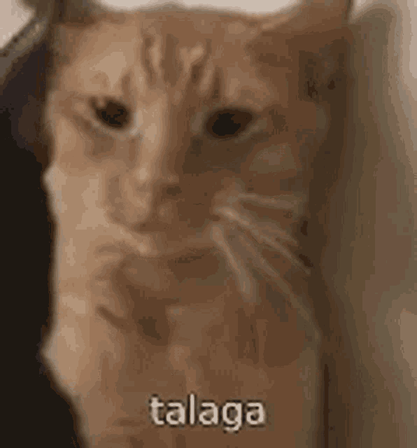a close up of a cat with a caption that says talaga .