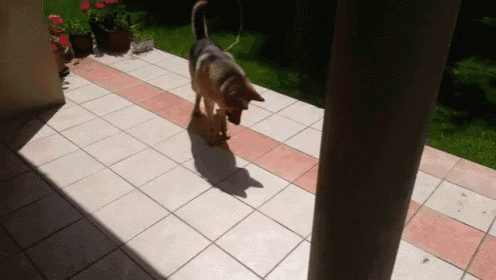 a german shepherd dog is walking on a tiled walkway
