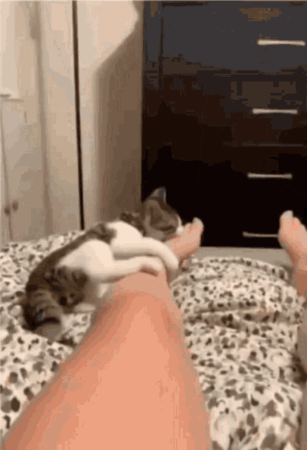 a cat is sleeping on a person 's leg on a bed
