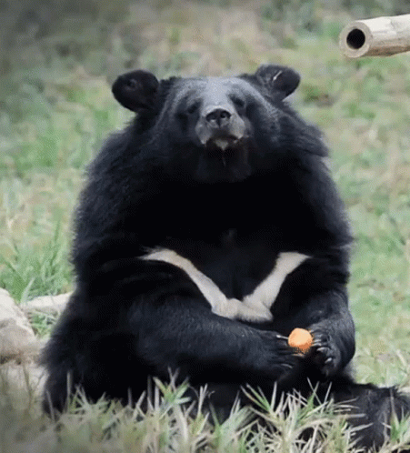 Bear Chewing GIF - Bear Chewing Eating GIFs