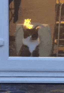 Flaming Kitty GIF - Flaming Kitty GIFs