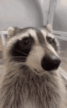 a close up of a raccoon looking at the camera with a white background .
