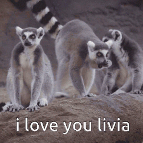 I Love Livia I Love You Livia GIF - I Love Livia I Love You Livia GIFs
