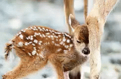 Baby Deer GIF