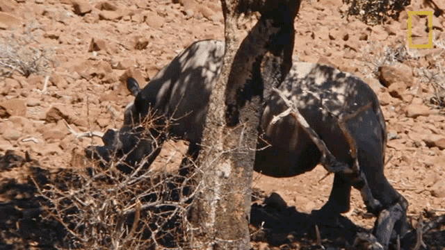 Searching Protecting The Black Rhinos GIF - Searching Protecting The Black Rhinos Mission Critical GIFs