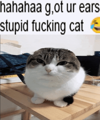 Ears Cat Meme