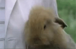Excited Smiling GIF - Excited Smiling Rabbit GIFs