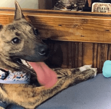 a dog with its tongue hanging out is laying on a table with a frater box in the background