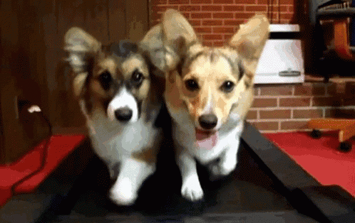 two corgi dogs are running on a treadmill in a room .