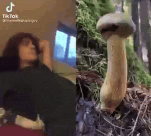 a woman is standing next to a mushroom and a mushroom is growing on a tree .